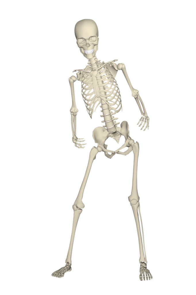 skeleton 1654869_1280
